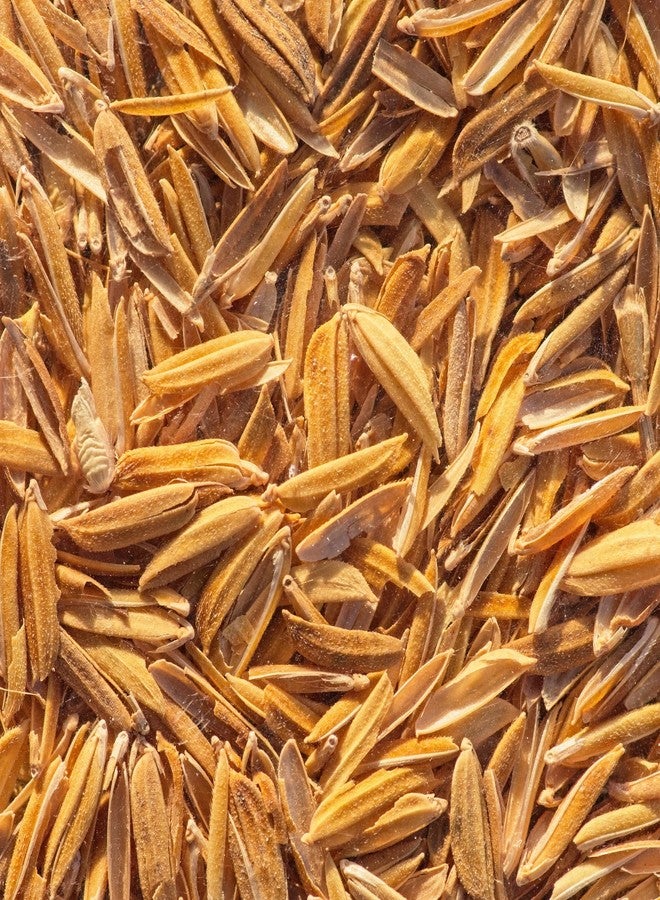 BIRCH & MEADOW قشور أرز البتولا والمروج، 2 رطل، أدوات البستنة، أحواض الزرع، ركيزة - Image 3
